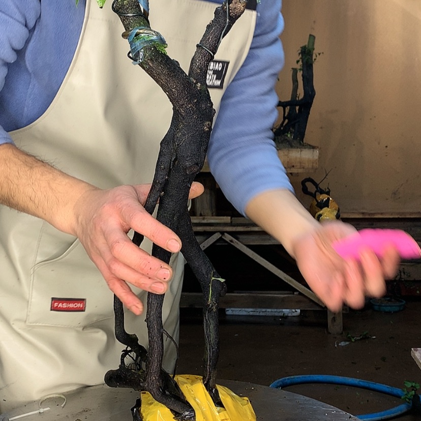 【闪购商品】心**好86357854