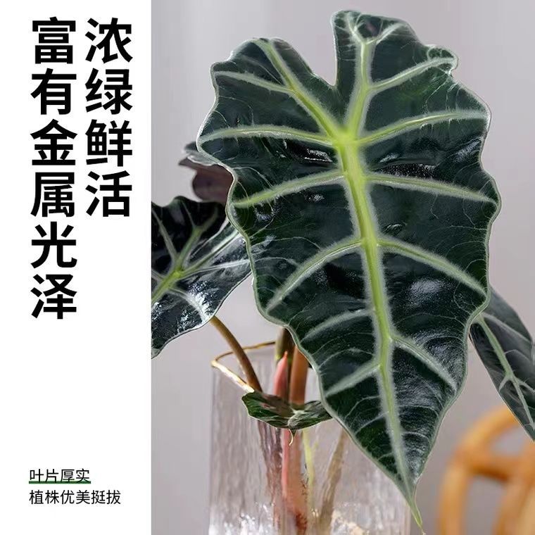 D79*水培小仙女海芋室内桌面绿植黑天鹅观音莲非洲面积热带植物盆