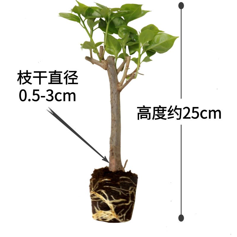 D17/*勤花三角梅树苗老桩耐寒爬藤植物重瓣四季开花盆栽庭院观花
