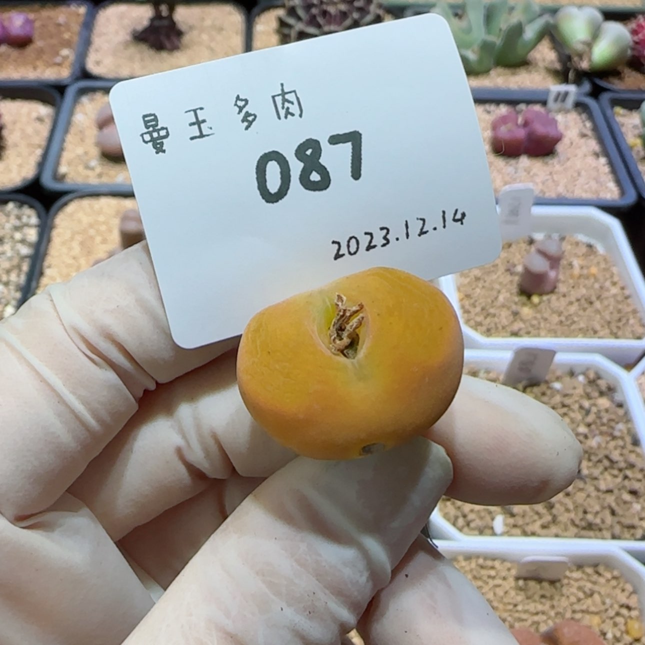 【闪购商品】12.14-087