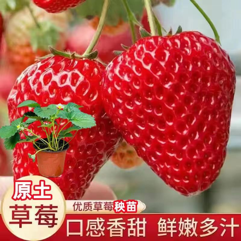 原土奶油草莓苗带花带果四季结果地栽室内盆栽绿植物阳台果树苗子