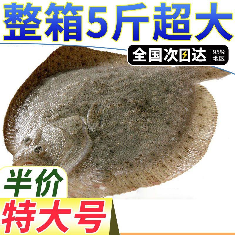 多宝鱼新鲜比目鱼大菱鲆野生海鲜鱼类批发包邮水产冷冻海鲜