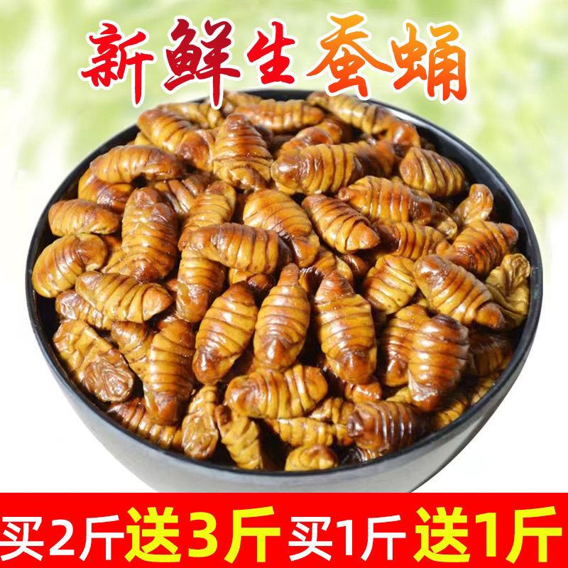 【买2斤送3斤】山东桑蚕蛹新鲜蝉茧蛹零食活体速冻特产100g-1000g