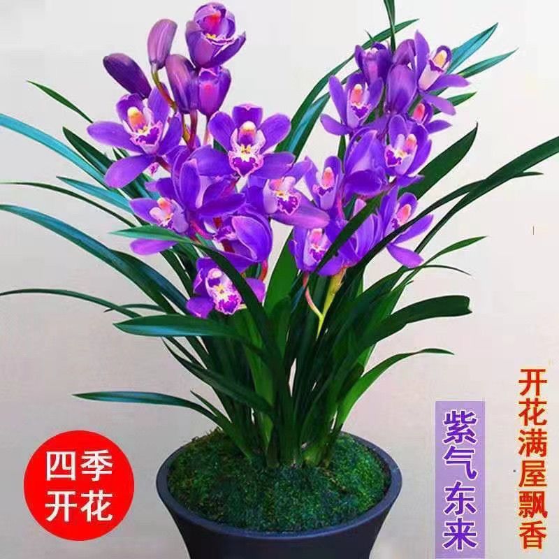 【耐寒耐热】浓香型兰花苗盆栽墨兰蕙兰室内绿植盆栽包活四季开花