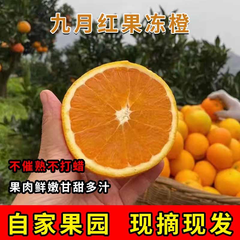 优选秭归脐橙九月红果冻橙整箱新鲜橙子应当季水果爆汁甜橙非褚橙
