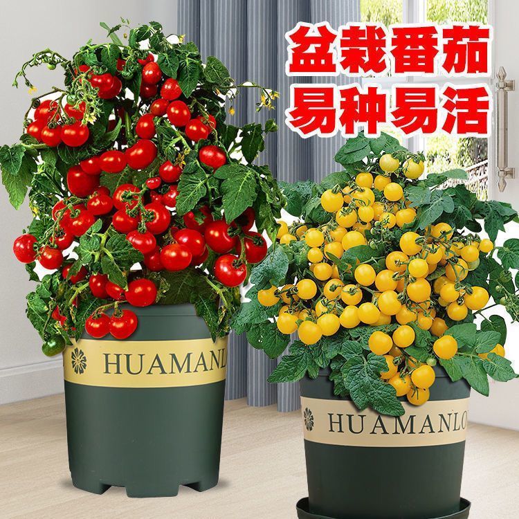 测试连接不发货  蔬果种子提供