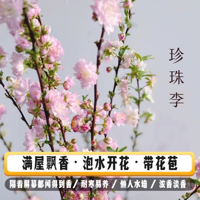 网红干枝珍珠李遇水开花鲜枝水培鲜花植物室内好养梅花水养耐寒花
