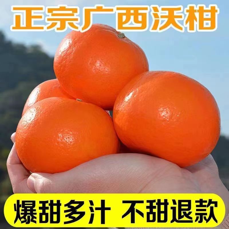 武鸣正宗沃柑高山皮薄新鲜优质成熟酸甜采摘鲜香多汁产品