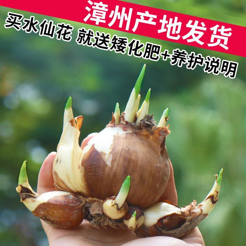 漳州正宗水仙花种球花卉绿植水培土培易养活种子球根植物水养