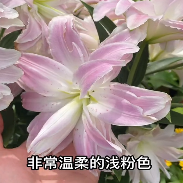 优雅莲花百合14-16球四季可种
