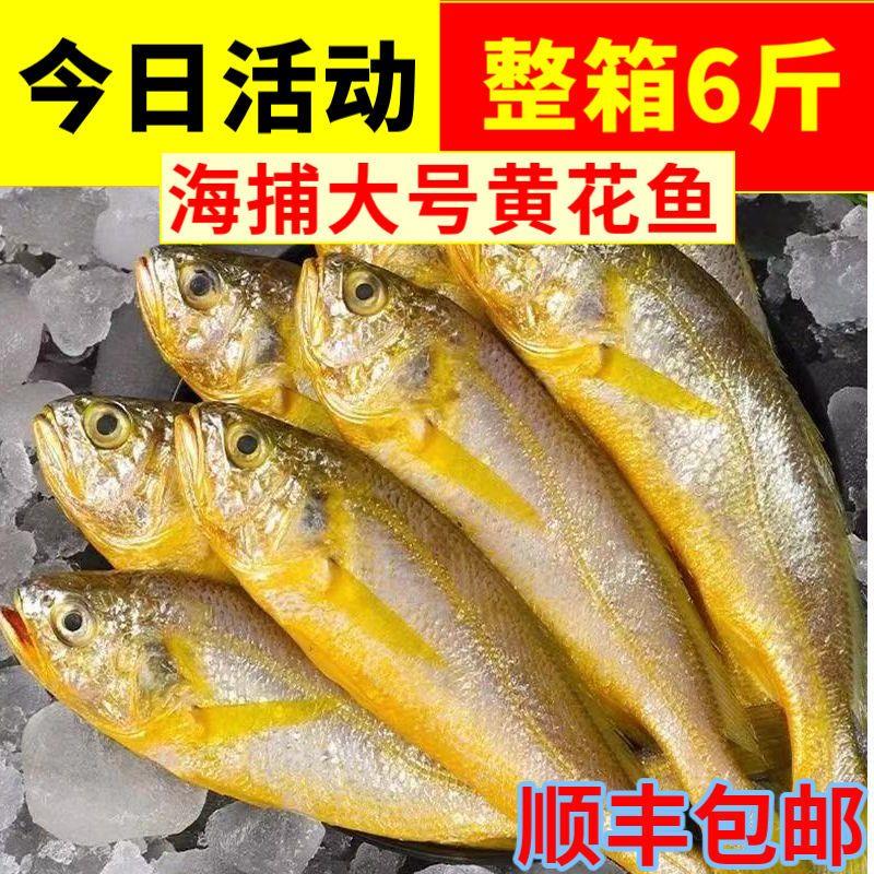 黄花鱼新鲜冷冻纯野生黄鱼小黄鱼海鲜水产批发鲜活整箱大号正宗