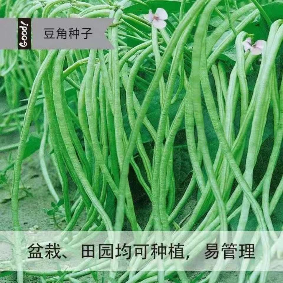 摘不败无架长豆角种子不用搭架子的长豆角蔬菜种籽四季播种长豇豆