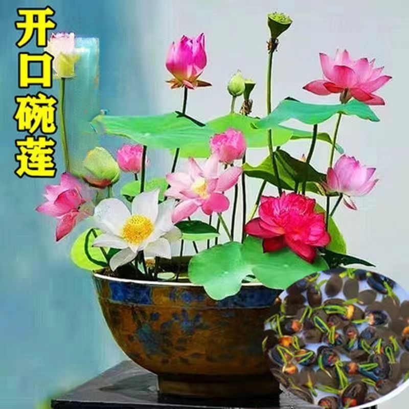 碗莲种遇水培水养绿植睡莲荷花无土盆栽花卉