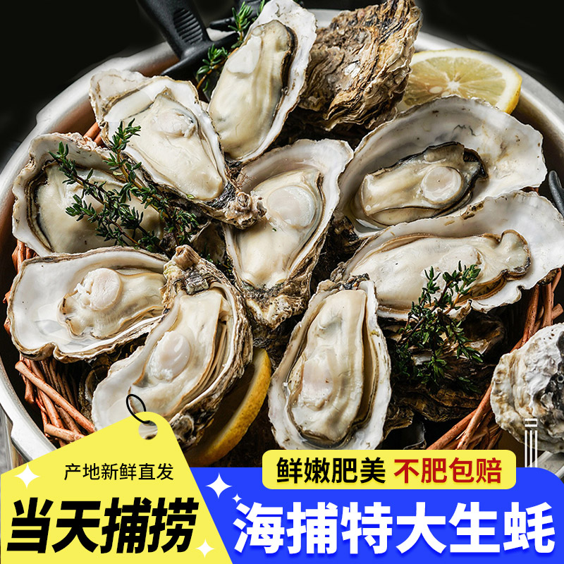 新鲜海捕生蚝鲜活水产带壳牡蛎新鲜肉质饱满顺丰包邮【3-4两/只】