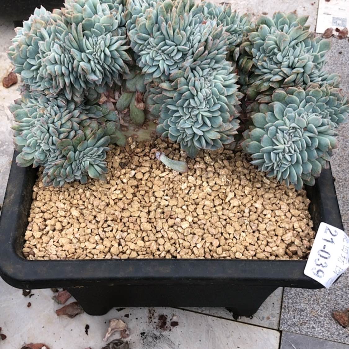 【闪购商品】d****t21.39莎莎