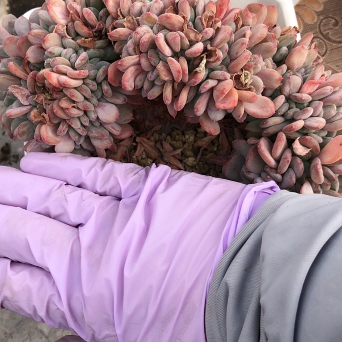 【闪购商品】淡****）21.19玛瑙