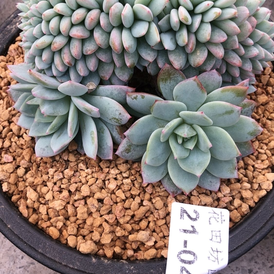 【闪购商品】泡***竹21.41戴露露
