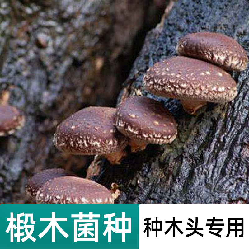 【小扬哥甄选】食用菌香菇椴木菌种平菇椴木耳灵芝菌种栽培种木头