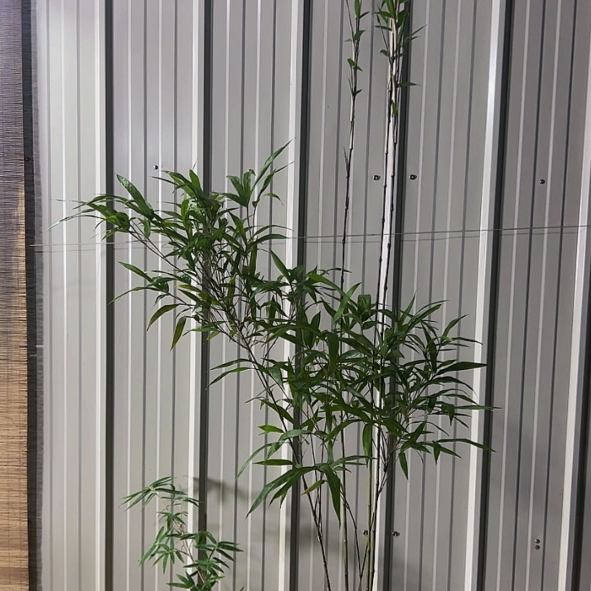 【闪购商品】风*紫寒
