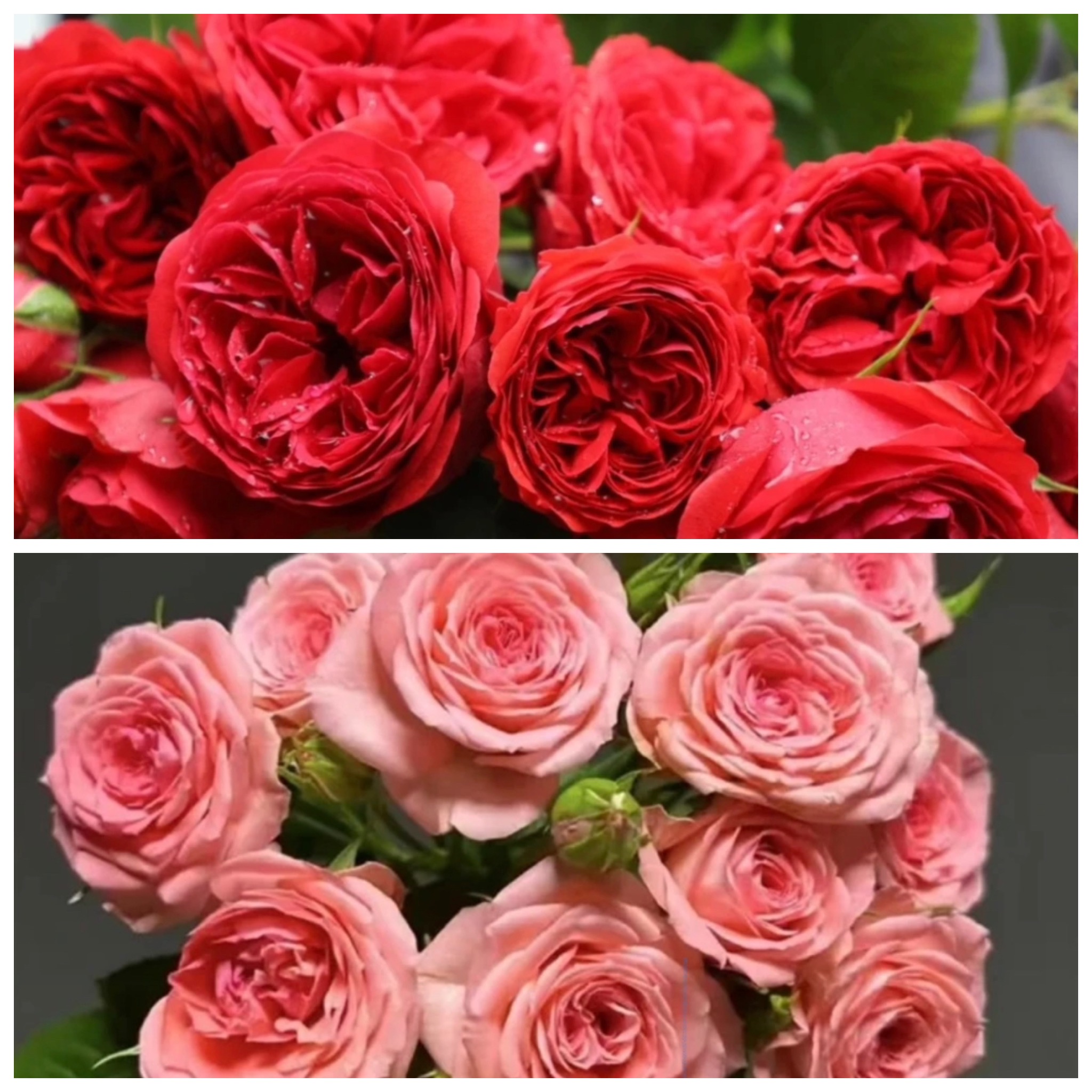 艾莎花园【仙度瑞拉+红苹果】四季开花耐寒耐热阳台庭院月季花