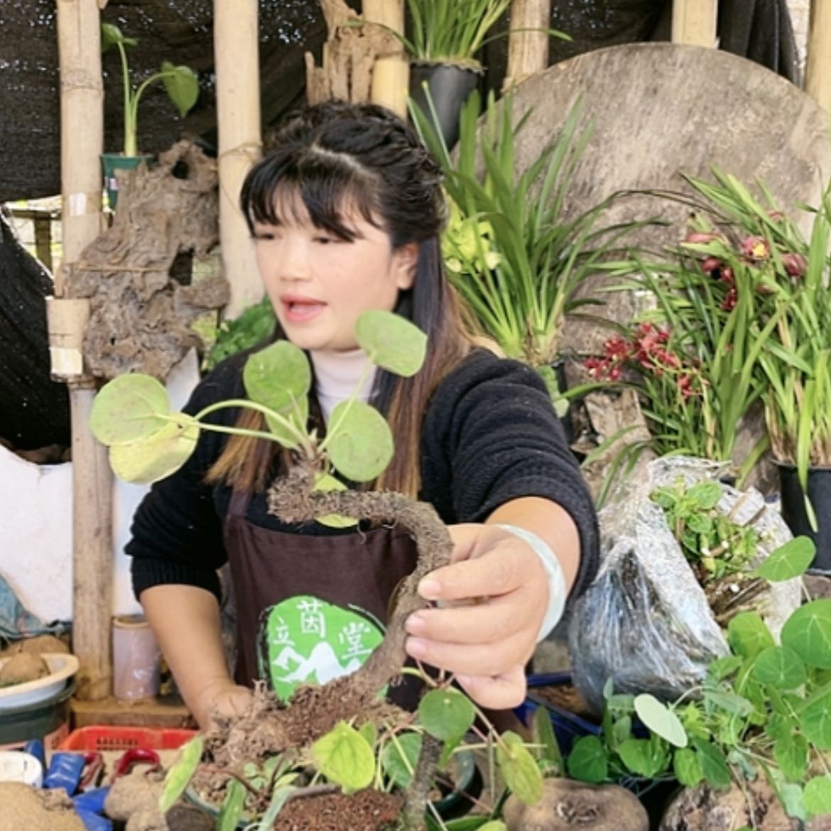 【闪购商品】山乌龟