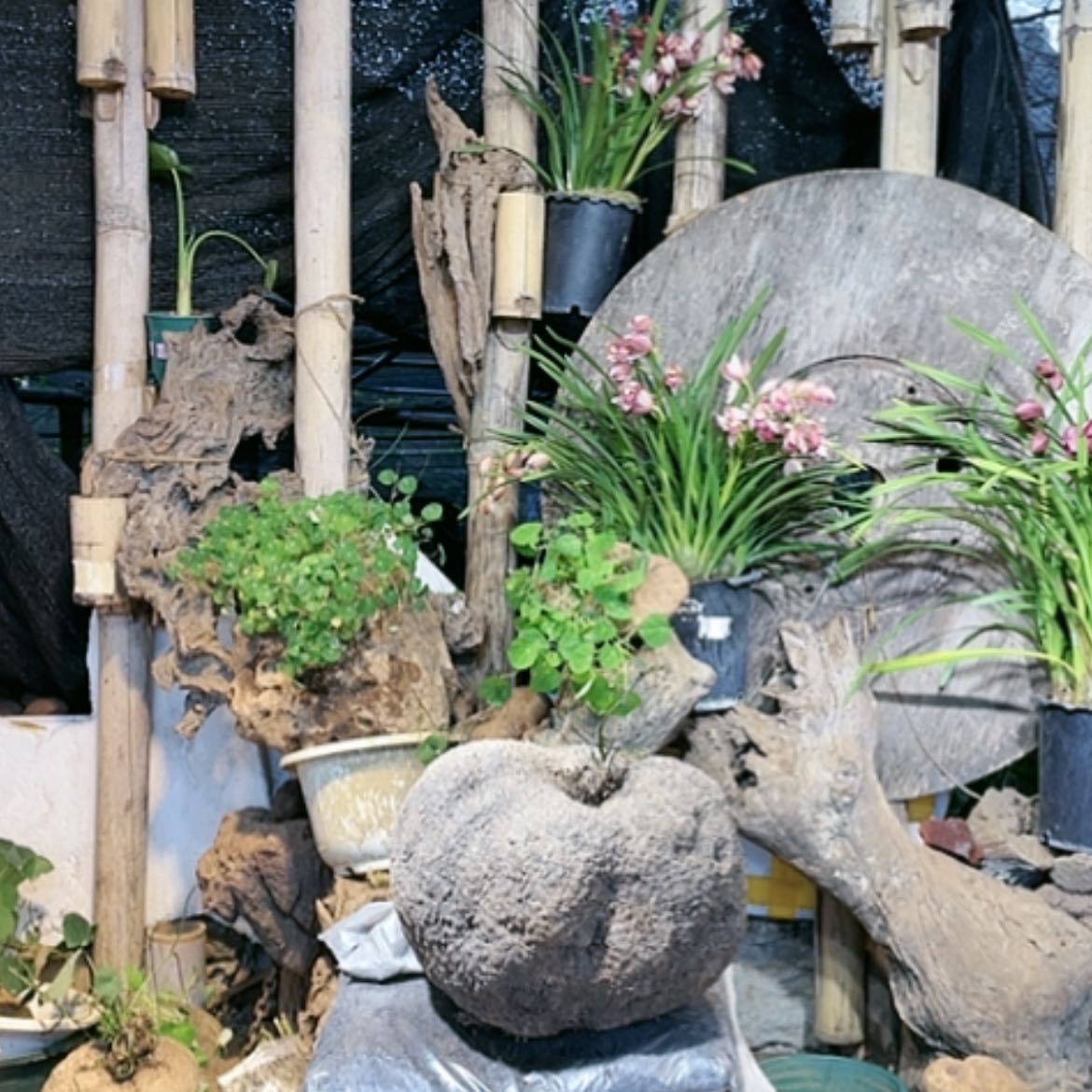 【闪购商品】山乌龟山乌龟