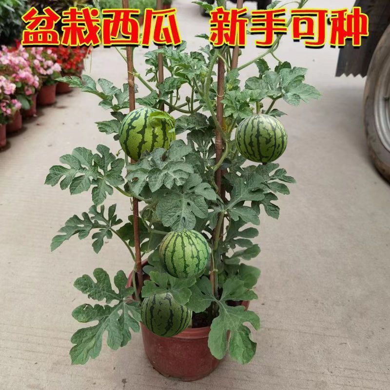 麒麟蜜罐薄皮小西瓜种无籽小西瓜四季种植阳台庭院盆栽水果种