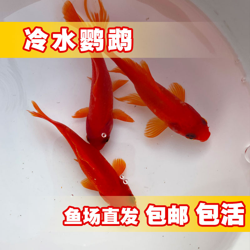 鲜活淡水鹦鹉鱼颜色漂亮好养殖鱼缸饲养漂亮