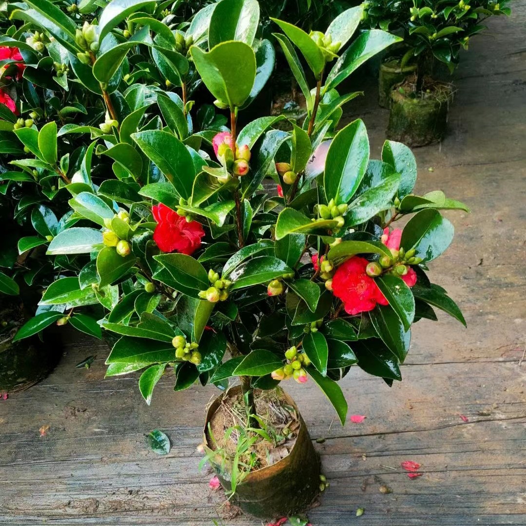 杜鹃山茶四季山茶花盆栽花卉室内阳台庭院好养绿植四季开花带花苞
