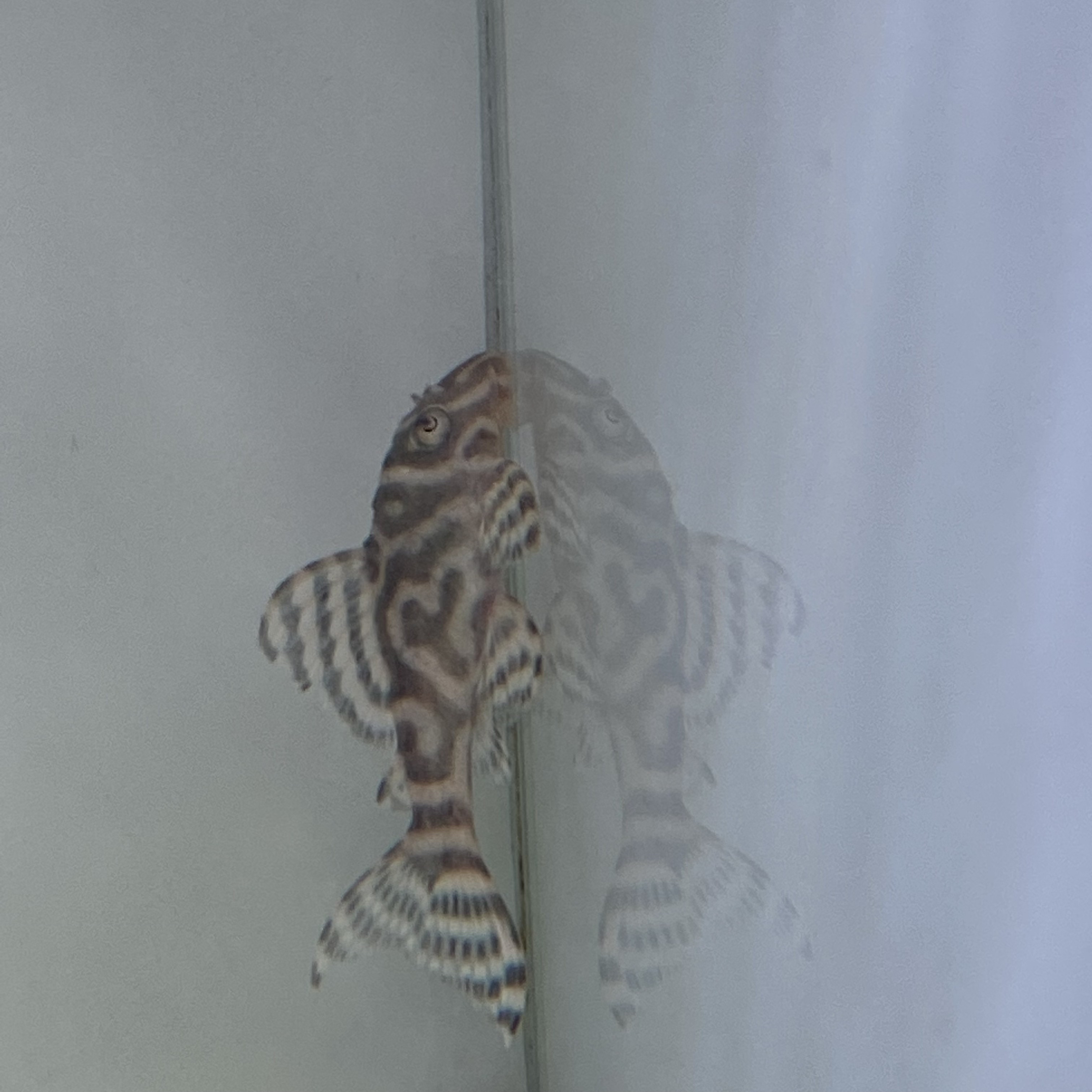 观赏鱼，L333帝王迷宫异型