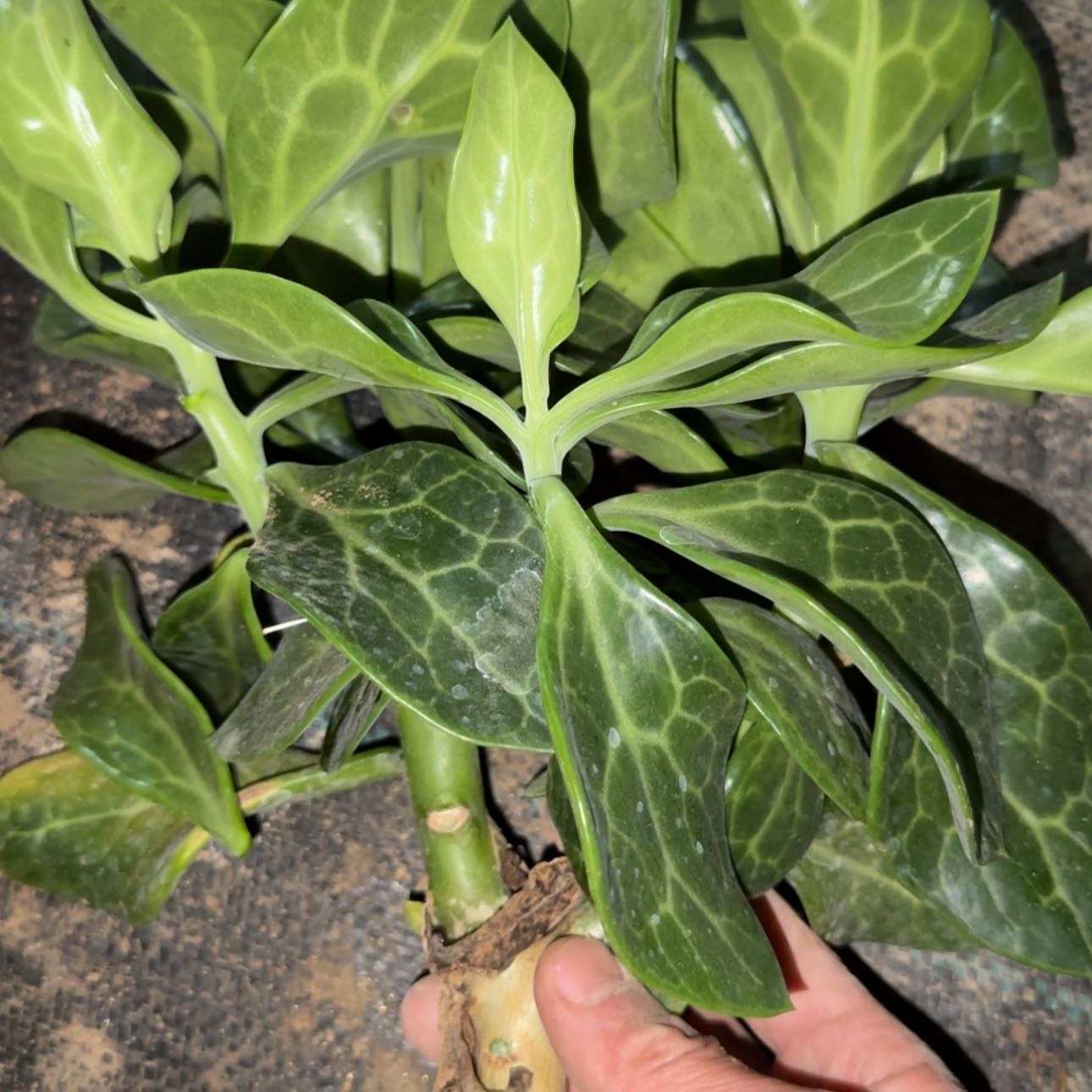 【闪购商品】块根植物55666