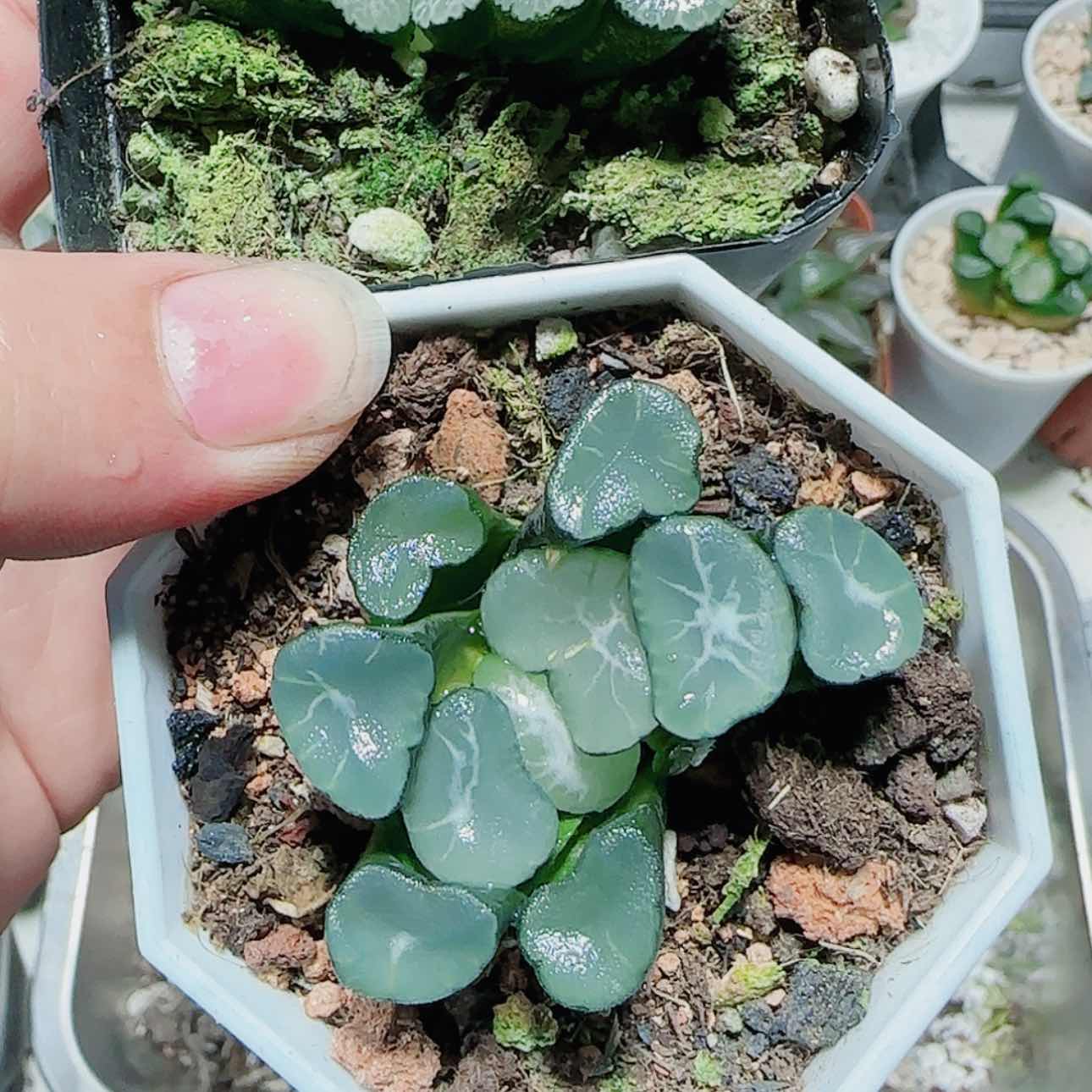 【闪购商品】天狼➕金蟾玉扇