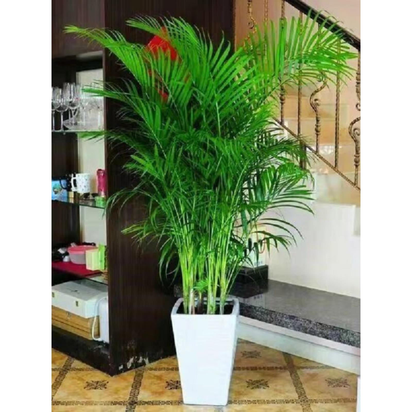 网红散尾葵客厅大型绿植散尾葵室内盆栽植物袖珍椰子绿植凤尾竹大