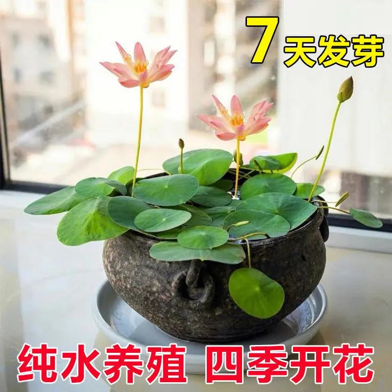 开口碗莲种子四季播种水培种球荷花睡莲花种籽绿植水生花卉绿植