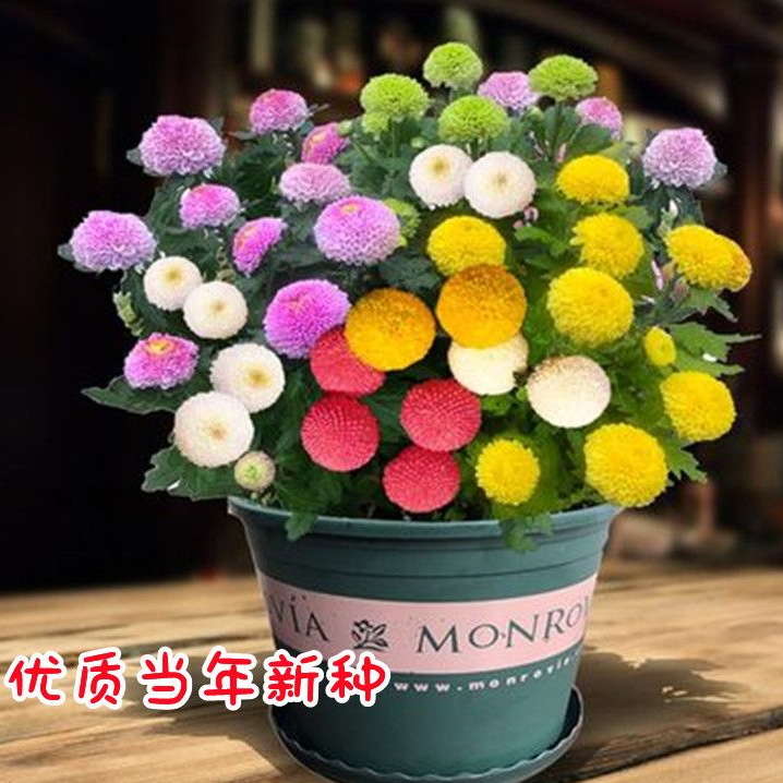 糖果菊花种子一年四季开花乒乓球菊七彩乒乓菊花卉庭院籽种植室外