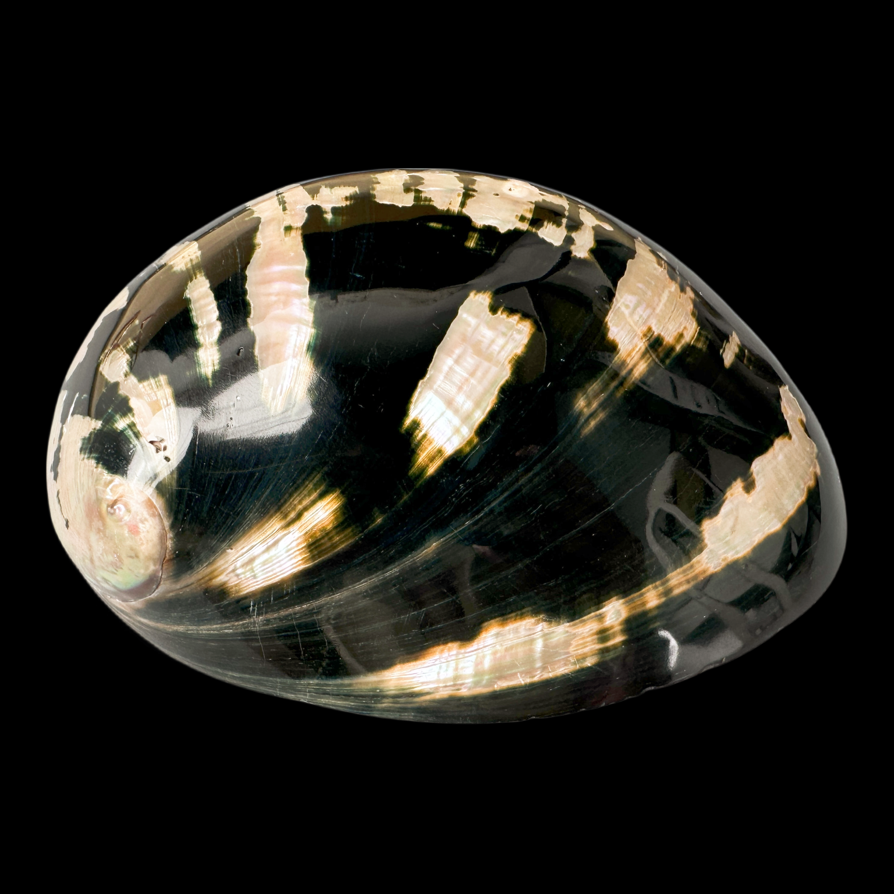 【黑鲍】145.8mm 品相好 天然贝壳 如图实拍 G a