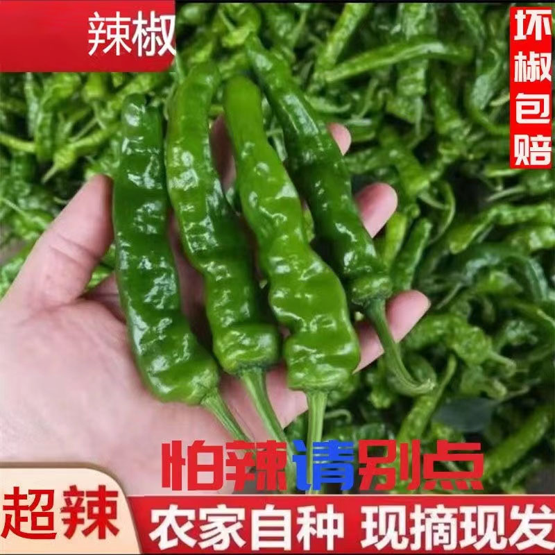 特辣辣椒新鲜小皱皮青椒爆辣1/5斤现摘现发超辣香辣薄皮辣椒批发