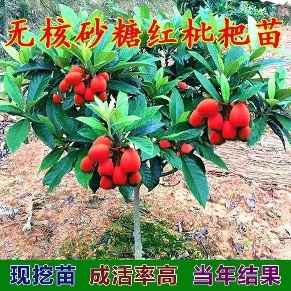 买一发五枇杷树苗特大嫁接盆栽无核砂糖琵琶树苗庭院南方北方种植