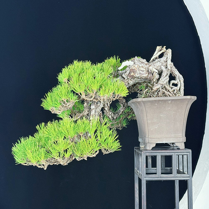 随园盆景野味十足悬崖精品黑松