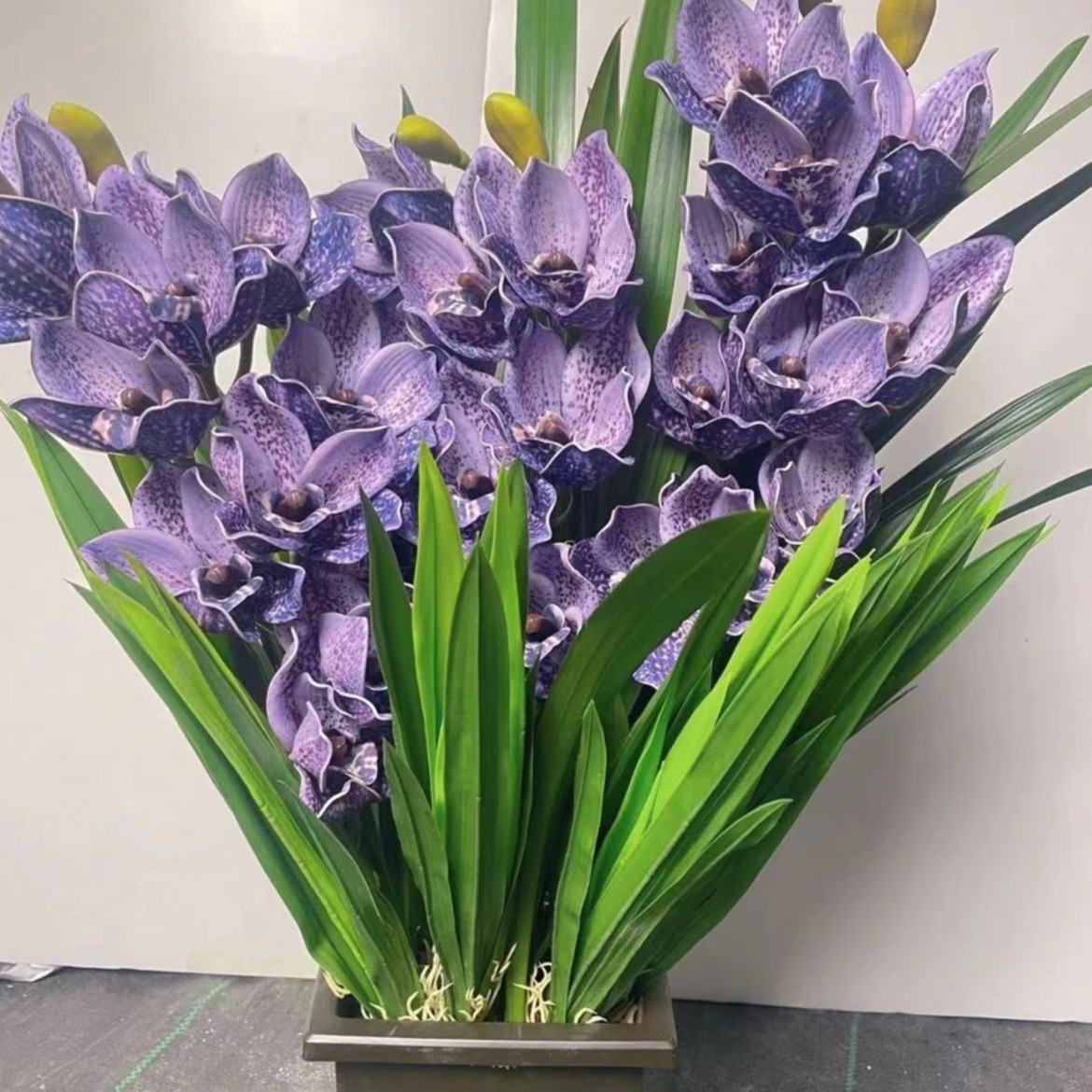 紫色花卉室内盆栽地栽种植四季常青年宵花卉开花庭院种植阳台养好