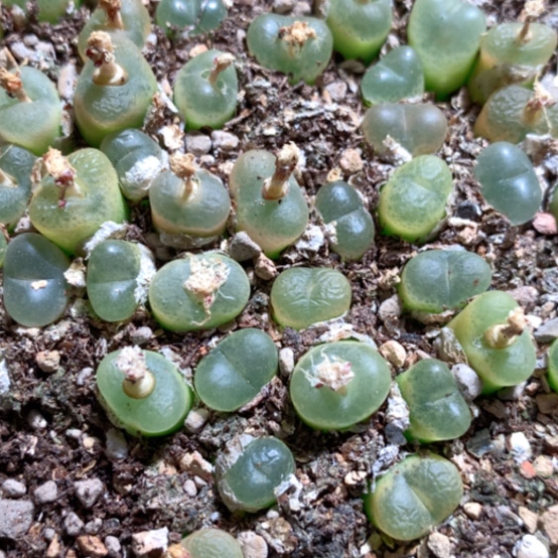 【闪购商品】16229一颗