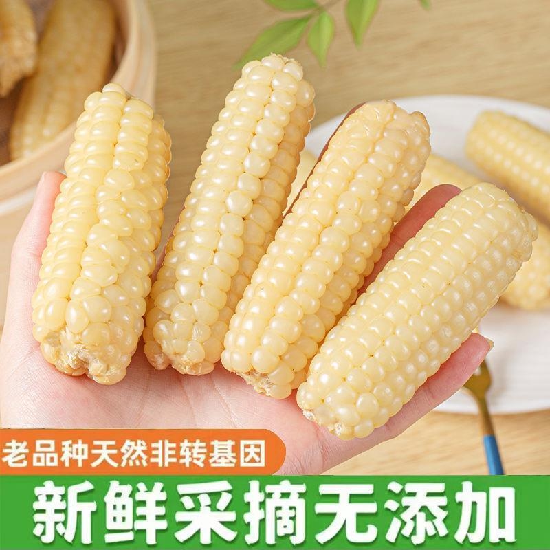 西双版纳A级果小拇指玉米非转基因新鲜香白糯玉米棒孕妇即食500克