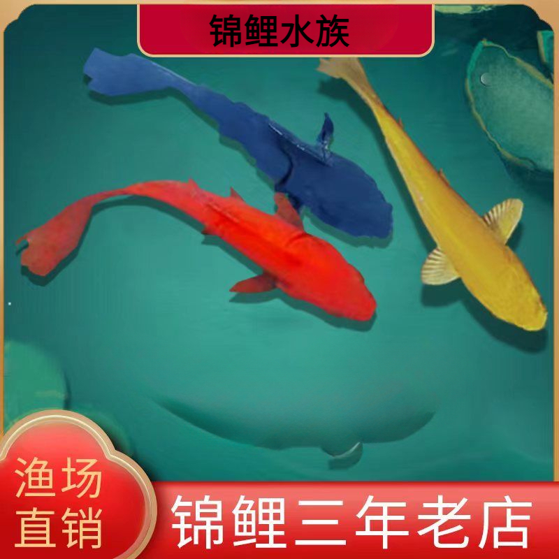 活鱼淡水冷水观赏鱼小型金鱼好养红金鱼大小鱼苗锦鲤幼苗活体组合