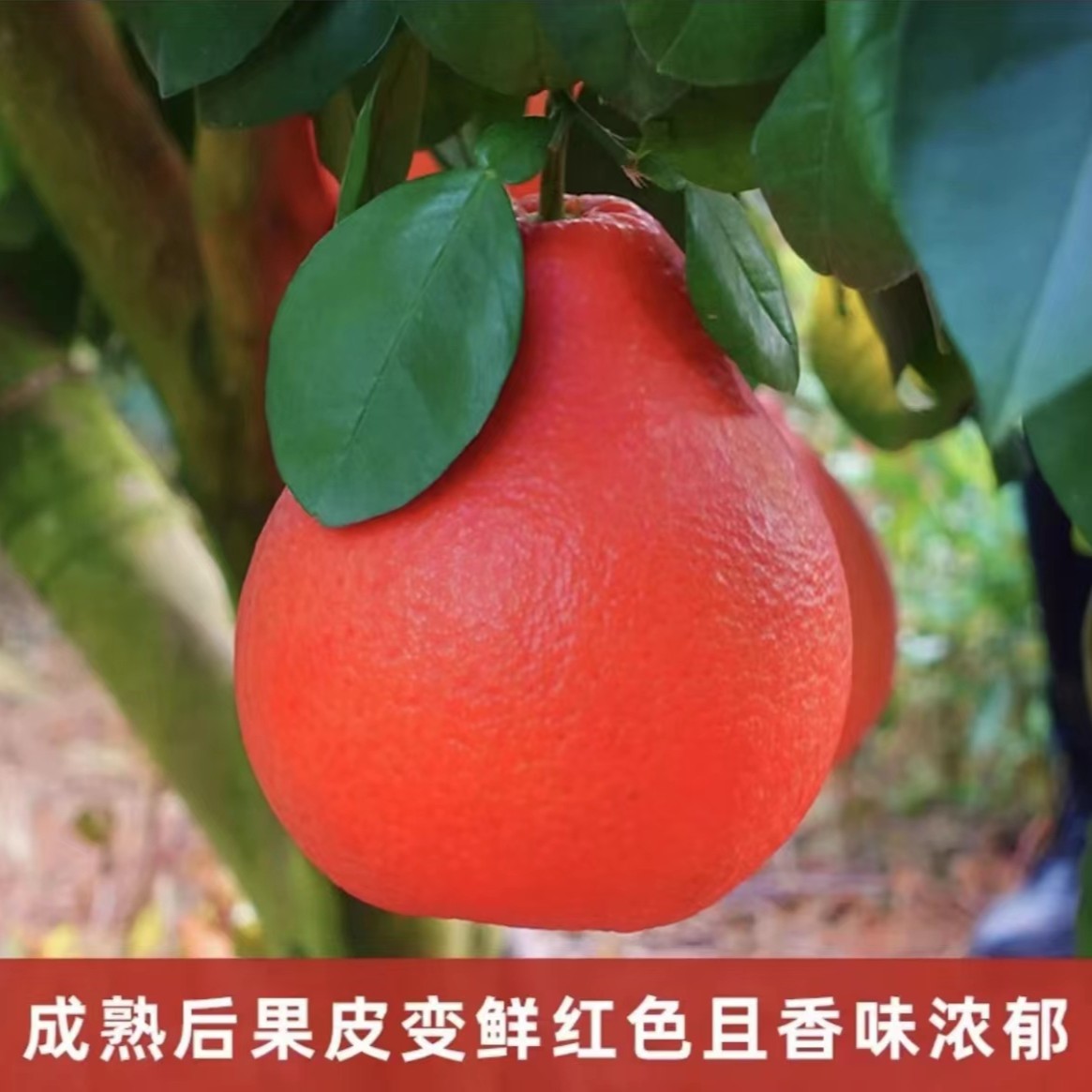 【超值！19.9元3棵】暹罗红柚果树苗阳台庭院南北方种植盆栽地栽