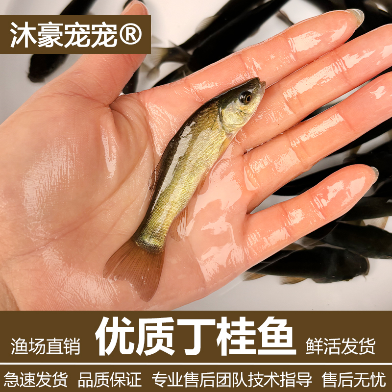 沐豪宠宠丁桂鱼苗耐寒抗冻鱼医生淡水鱼冷水鱼鱼塘稻田养殖鱼丁贵