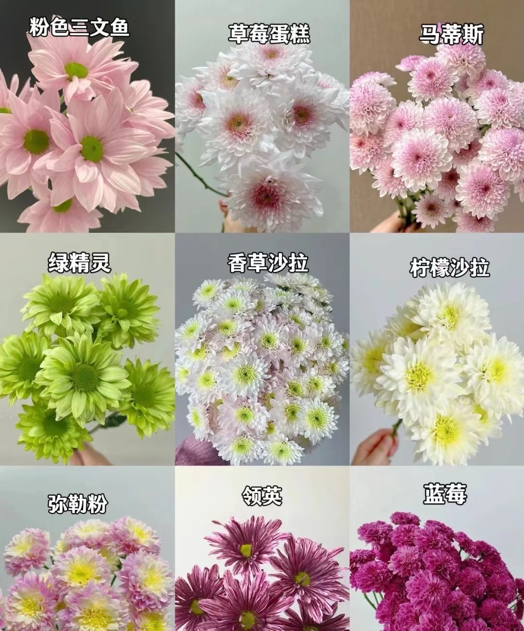 【小菊花雏菊】云南鲜花 切花水养 生鲜10%不售后拒收不售后
