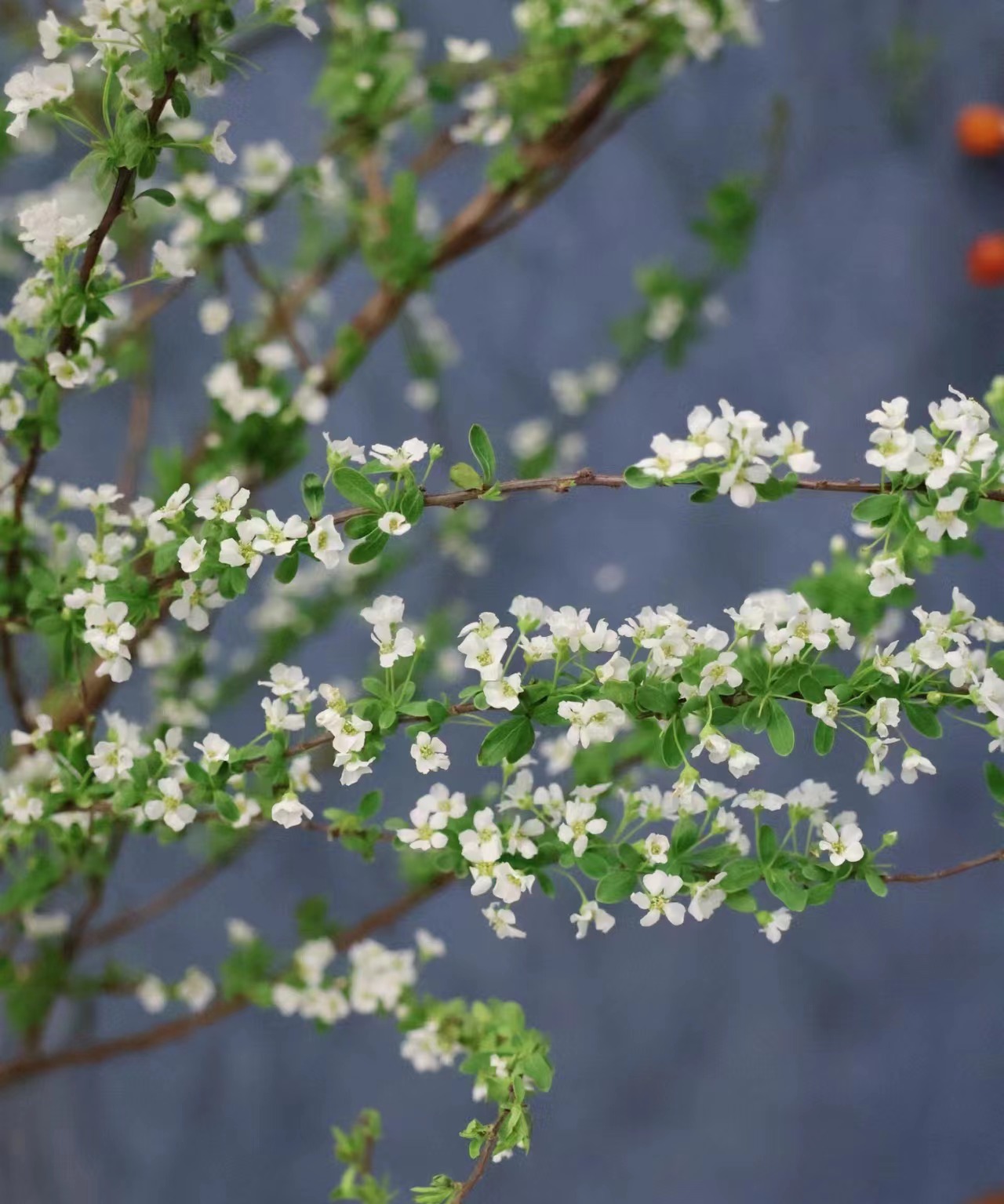 【雪柳网红鲜花】当季热销花材，家庭插花鲜花10%不售后拒收不售后