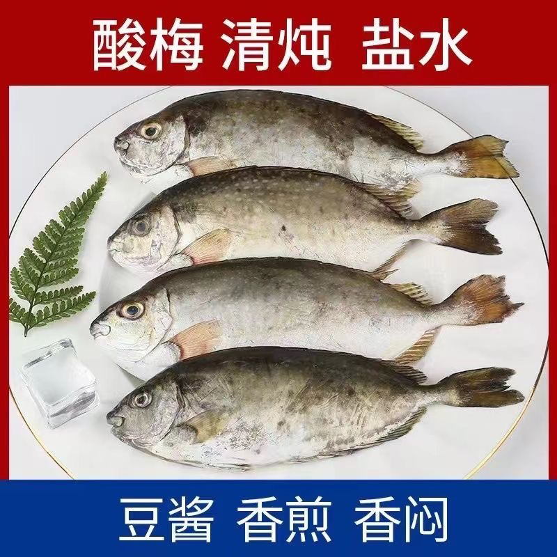 【4斤新鲜泥猛鱼】广东特产新鲜泥猛鱼海鱼