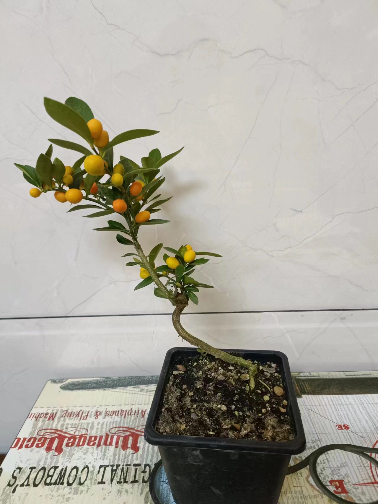 金豆盆栽办公室桌绿植室内观果植物好养小盆景茶桌禅意微盆景