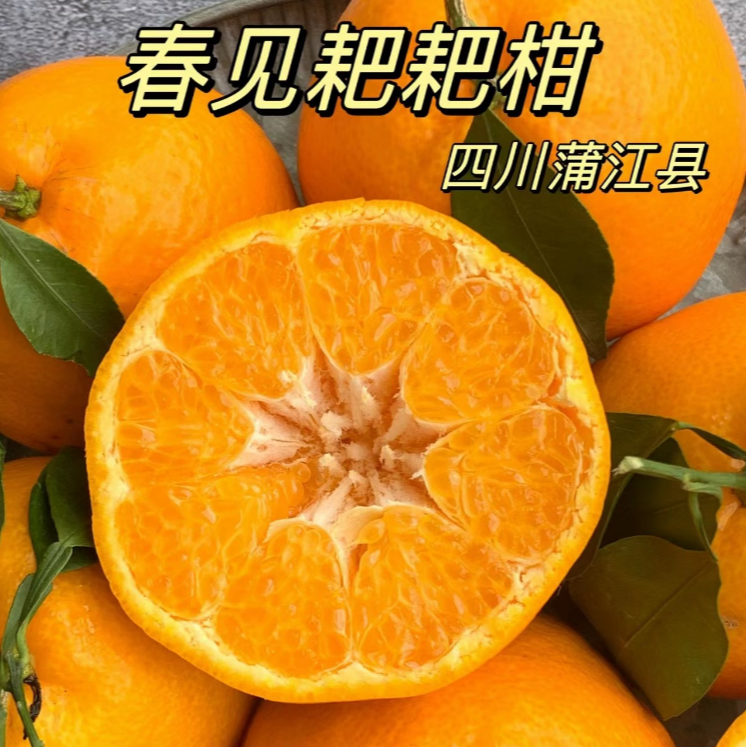 正宗四川春见耙耙柑新鲜水果粑粑柑应季橘子带箱8-9斤【精选果】